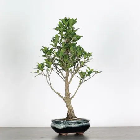 FICUS NITIDA FIN-1-7