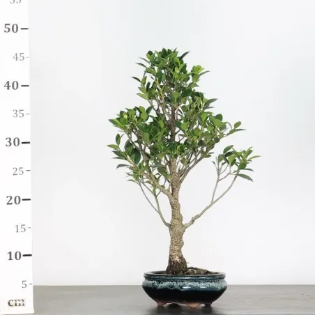 image supplémentaire - FICUS NITIDA 1-7