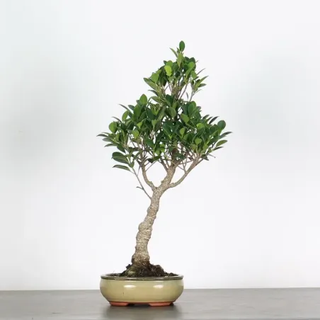 FICUS NITIDA 1-9 bonsaï d'intérieur