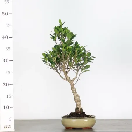 image supplémentaire - FICUS NITIDA 1-9 bonsaï...