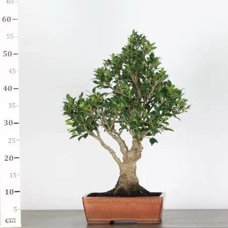 image supplémentaire - FICUS NITIDA 1-10