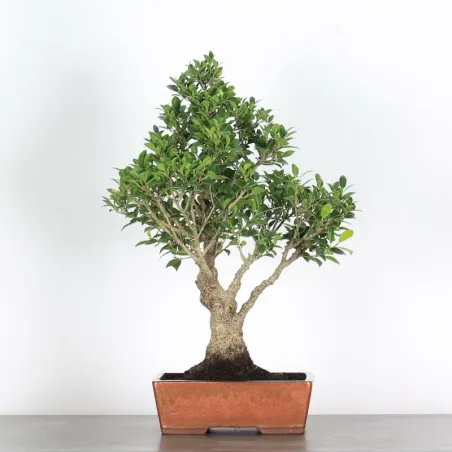 FICUS NITIDA 1-10