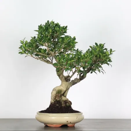 image supplémentaire - FICUS NITIDA 1-11