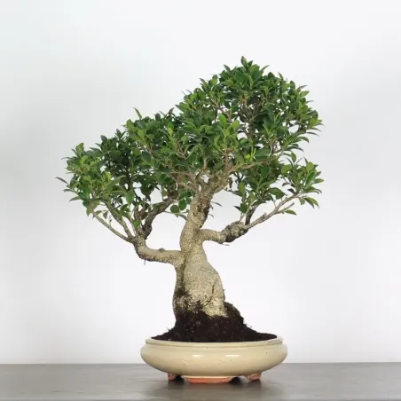 FICUS NITIDA 1-11