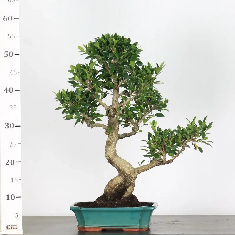 image supplémentaire - FICUS NITIDA 1-12
