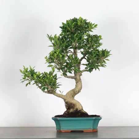 FICUS NITIDA 1-12