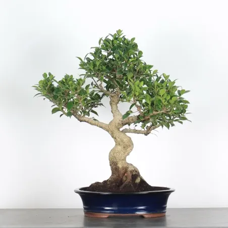 FICUS NITIDA 1-14