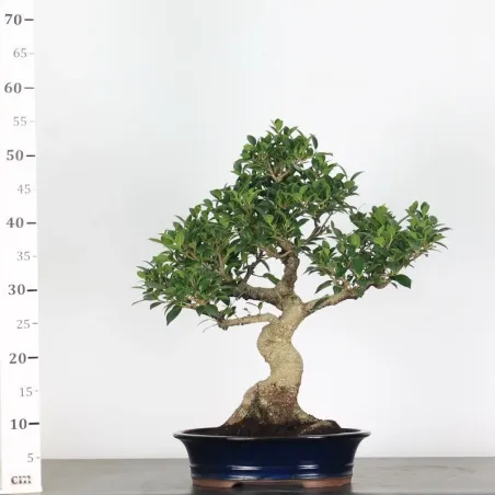 image supplémentaire - FICUS NITIDA 1-14