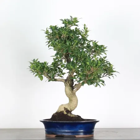image supplémentaire - FICUS NITIDA 2-6