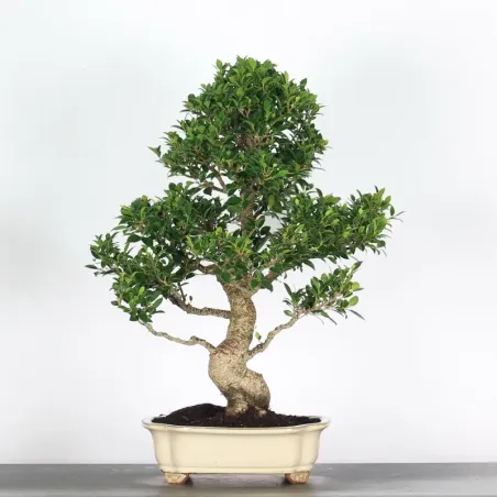 FICUS NITIDA 2-8