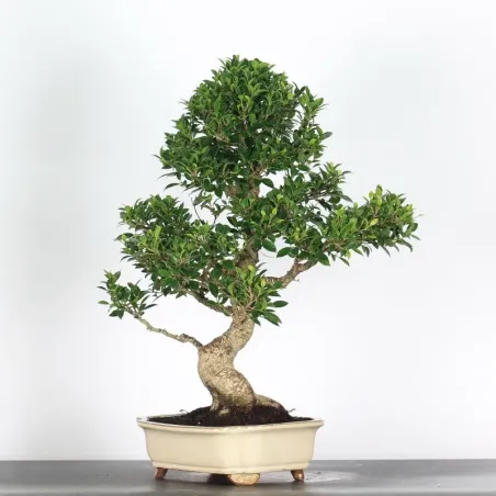 image supplémentaire - FICUS NITIDA 2-8
