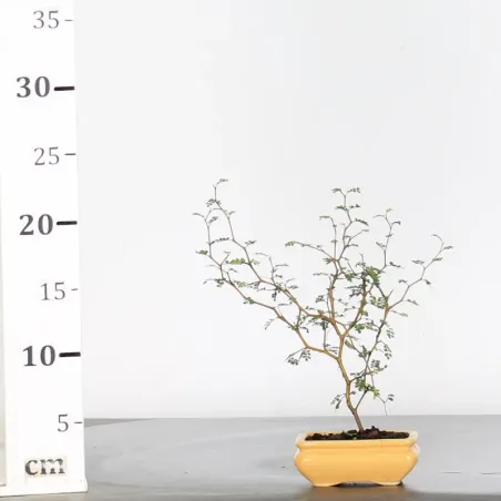 image supplémentaire - SOPHORA JAPONICA "LITTLE...