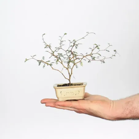 SOPHORA JAPONICA "LITTLE BABY" 2-3