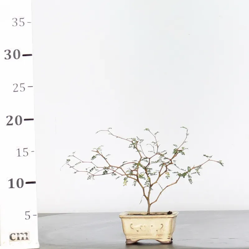 image supplémentaire - SOPHORA JAPONICA "LITTLE...