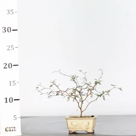 image supplémentaire - SOPHORA JAPONICA "LITTLE...