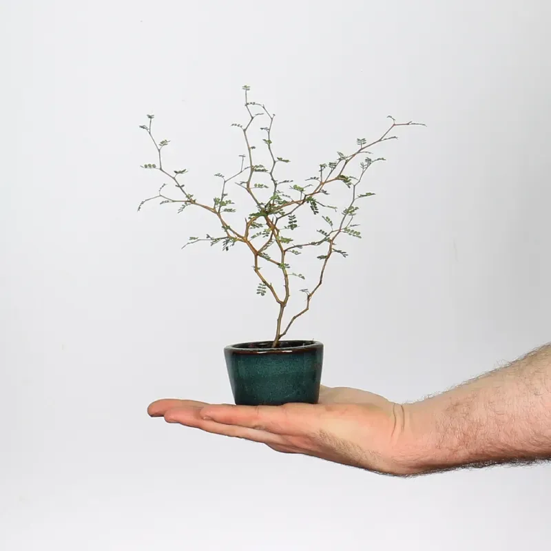 SOPHORA JAPONICA "LITTLE BABY" 2-9