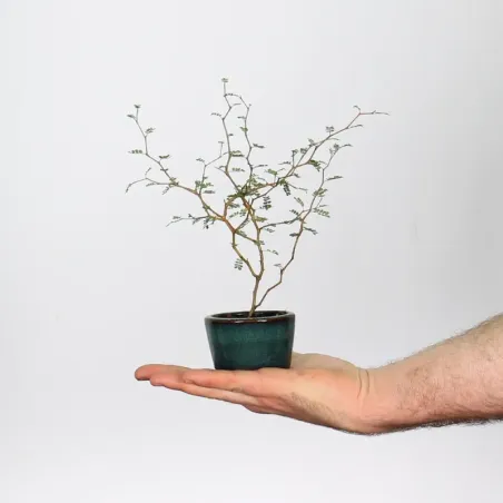 SOPHORA JAPONICA "LITTLE BABY" 2-9