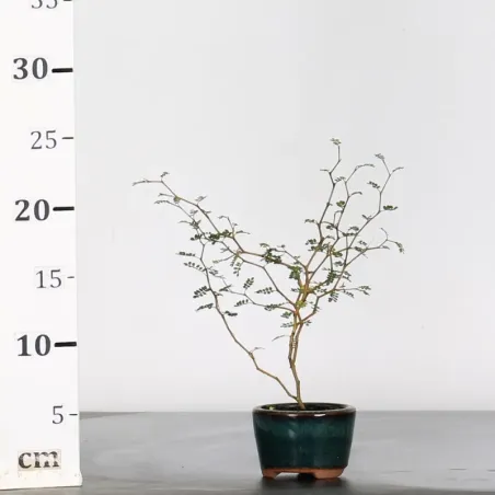 image supplémentaire - SOPHORA JAPONICA "LITTLE...