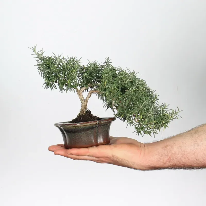 ROMARIN "ROSMARINUS" 1-2