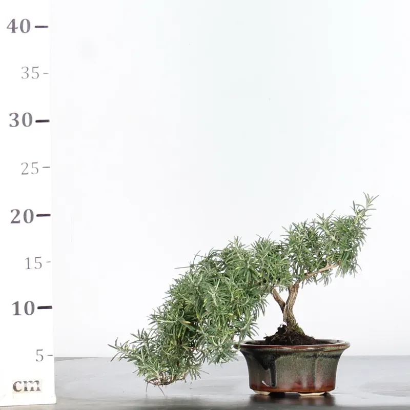 image supplémentaire - ROMARIN "ROSMARINUS" 1-2