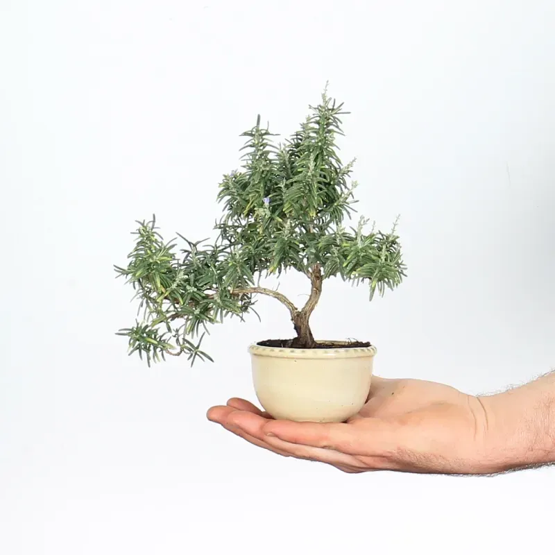 Rosemary "ROSMARINUS" 1-5