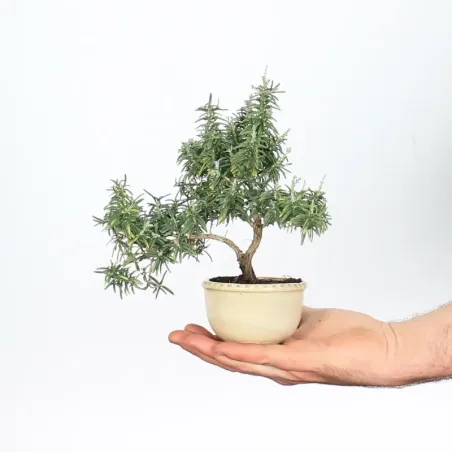 ROMARIN "ROSMARINUS" 1-5