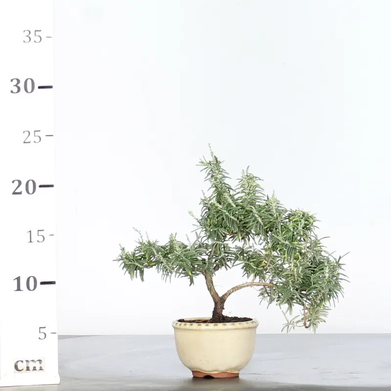 image supplémentaire - Rosemary "ROSMARINUS" 1-5