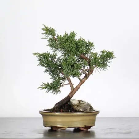 Bonsai Genévrier de Chine