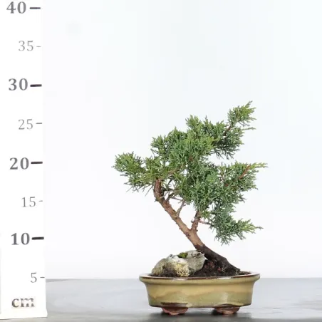 image supplémentaire - GENÉVRIER "JUNIPERUS KISHU"...