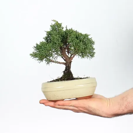 Bonsai Genévrier de Chine