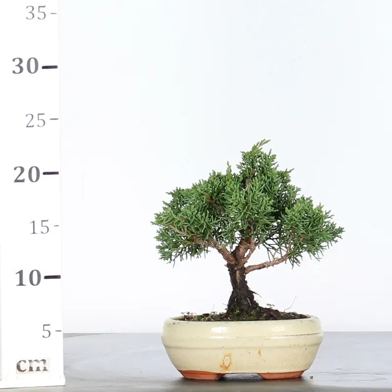 image supplémentaire - JUNIPER "JUNIPERUS KISHU" 1-8