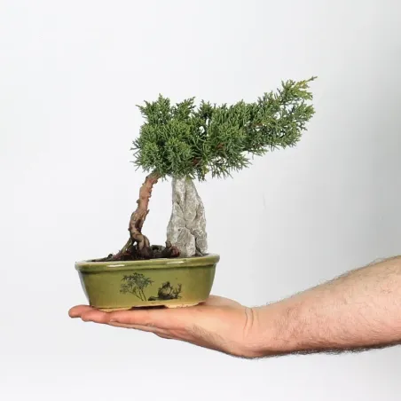 JUNIPER "JUNIPERUS KISHU" 1-9