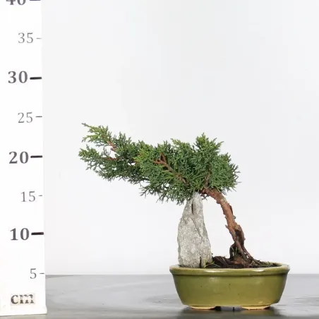 image supplémentaire - JUNIPER "JUNIPERUS KISHU" 1-9