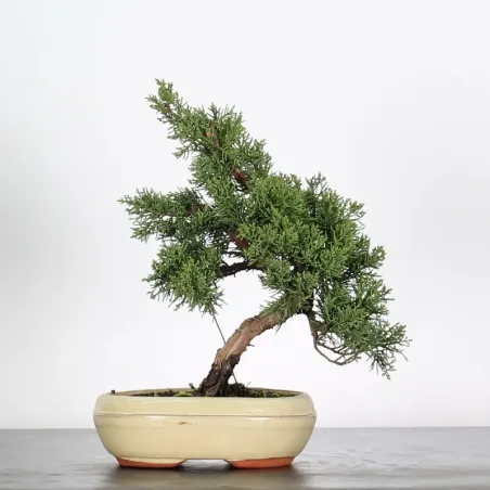 Bonsai Genévrier de Chine