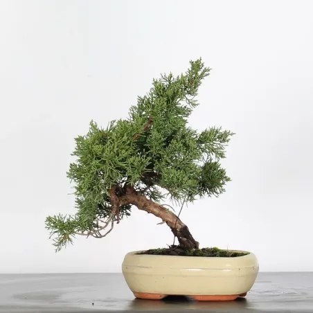 image supplémentaire - GENÉVRIER "JUNIPERUS KISHU"...