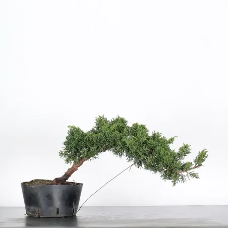 Bonsai Genévrier de Chine