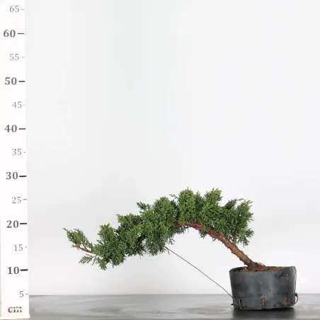 image supplémentaire - GENÉVRIER "JUNIPERUS KISHU"...