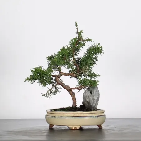 Bonsai Genévrier de Chine