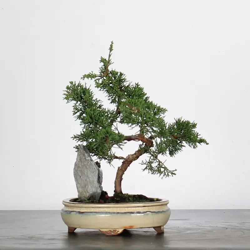 image supplémentaire - JUNIPER "JUNIPERUS...