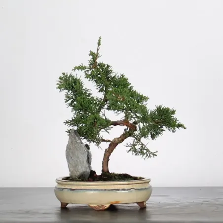 image supplémentaire - GENÉVRIER "JUNIPERUS...