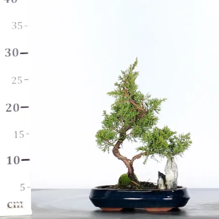 image supplémentaire - JUNIPER "JUNIPERUS...