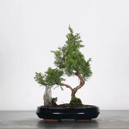 Bonsai Chinese Juniper