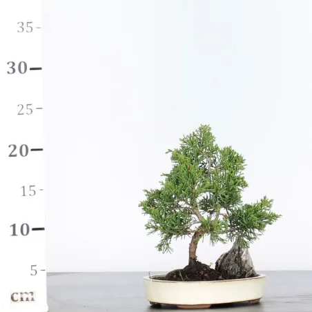 image supplémentaire - GENÉVRIER "JUNIPERUS...