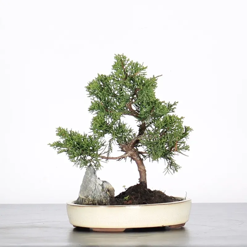 Bonsai Genévrier de Chine
