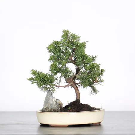 Bonsai Genévrier de Chine