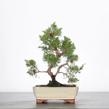 JUNIPER "JUNIPERUS ITOIGAWA" 1-24