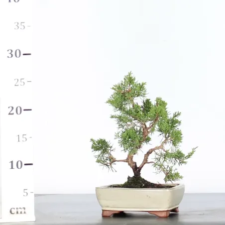 image supplémentaire - GENÉVRIER "JUNIPERUS...