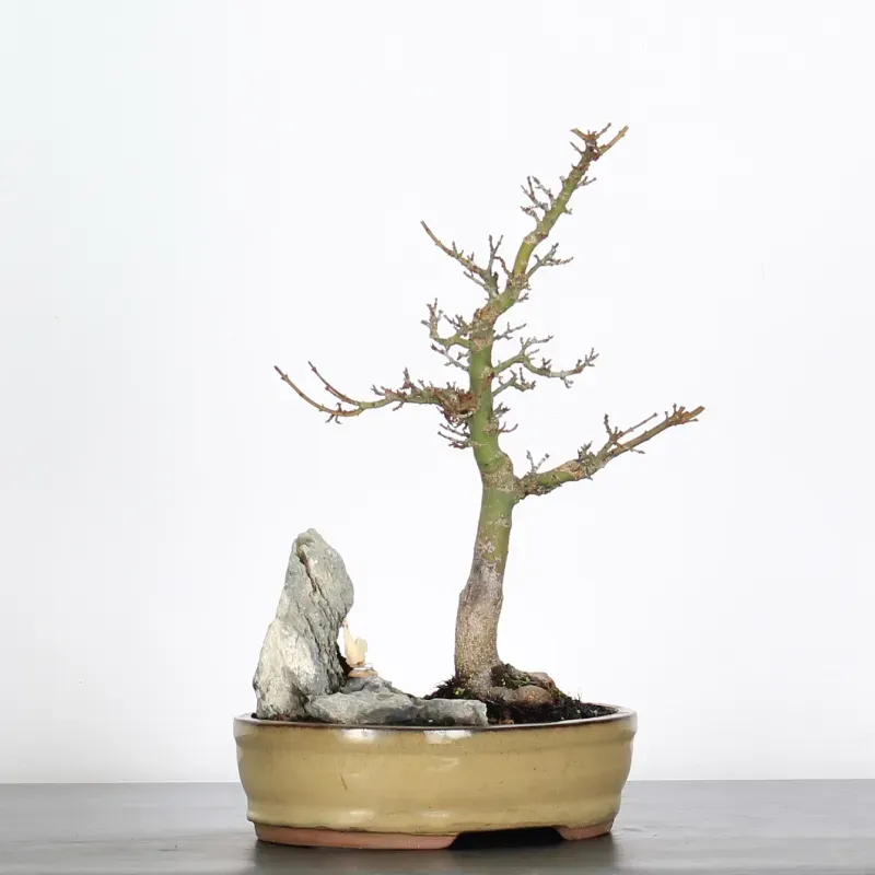 Palmatum Shishigashira Maple Bonsai AS-1-3
