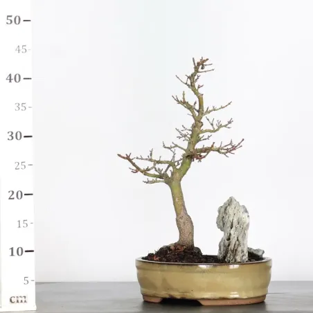 image supplémentaire - ACER SHISHIGASHIRA BONSAI 1-3