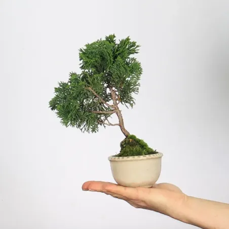 Bonsai Chamaecyparis Nana Gracilis